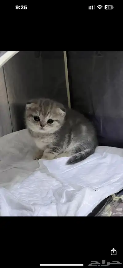 قطه سكوتش انثى منتجه 7