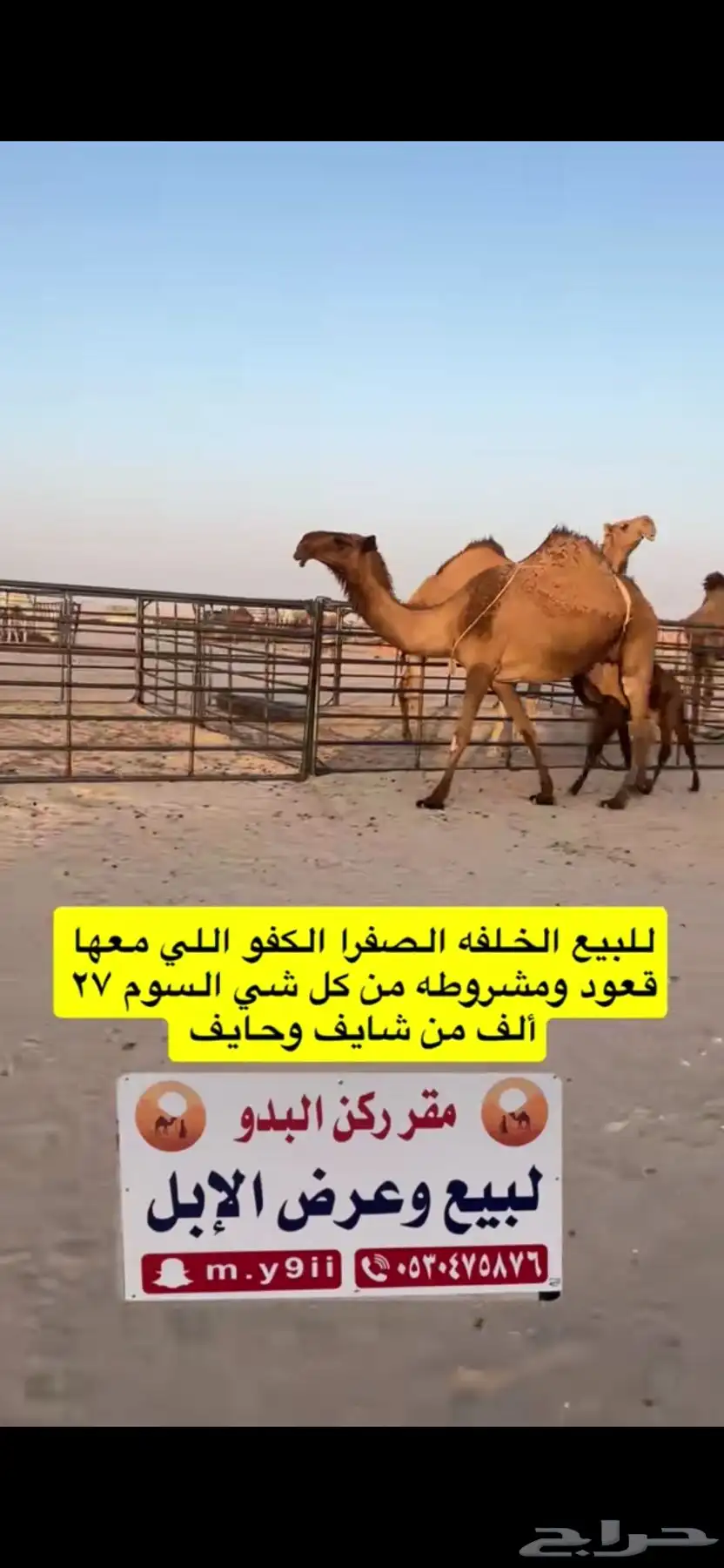 للبيع خلفه الخلفه الصفرا الكفو معها قعود 7