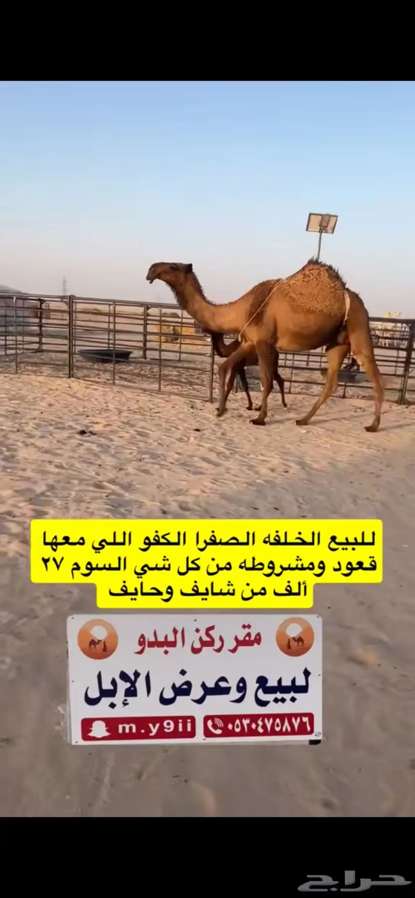 للبيع خلفه الخلفه الصفرا الكفو معها قعود 4