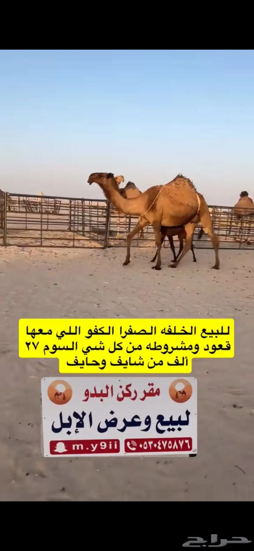 للبيع خلفه الخلفه الصفرا الكفو معها قعود 10