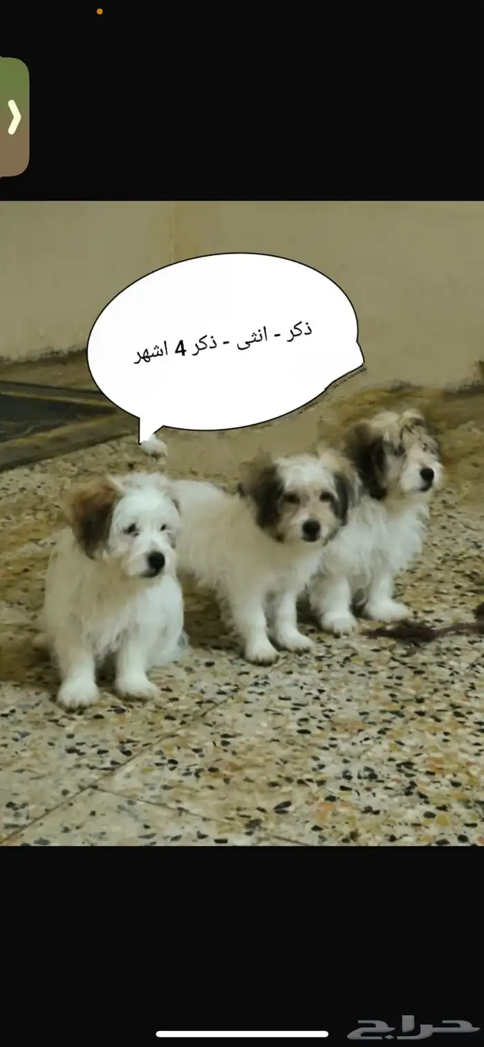 بيع كلاب مالتيبو ومالتيز 0