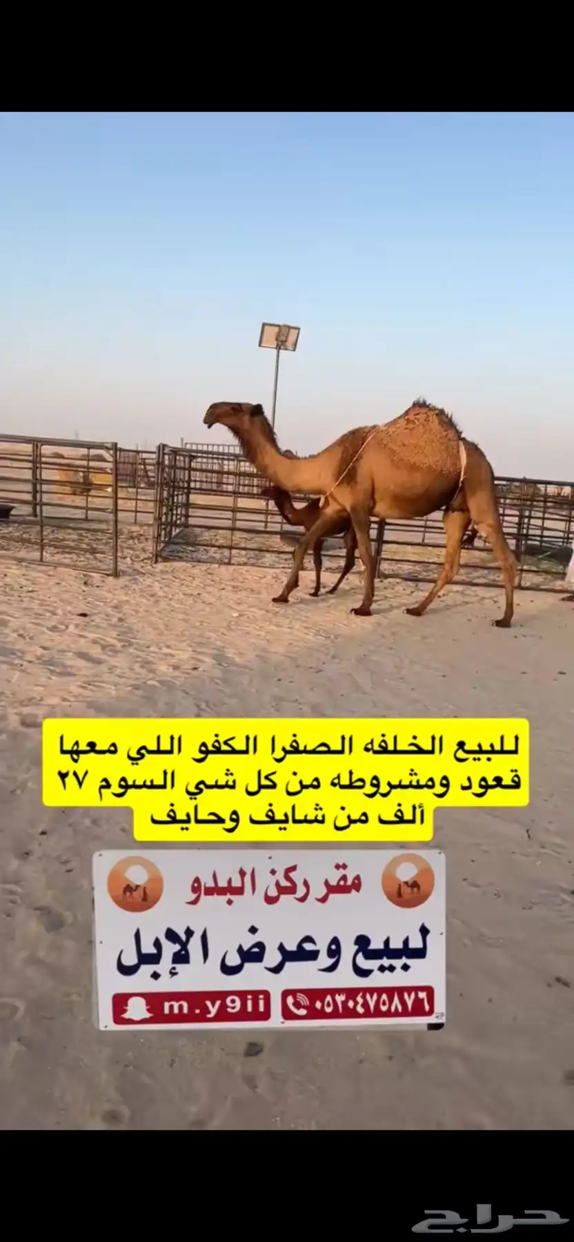 للبيع خلفه الخلفه الصفرا الكفو معها قعود 9