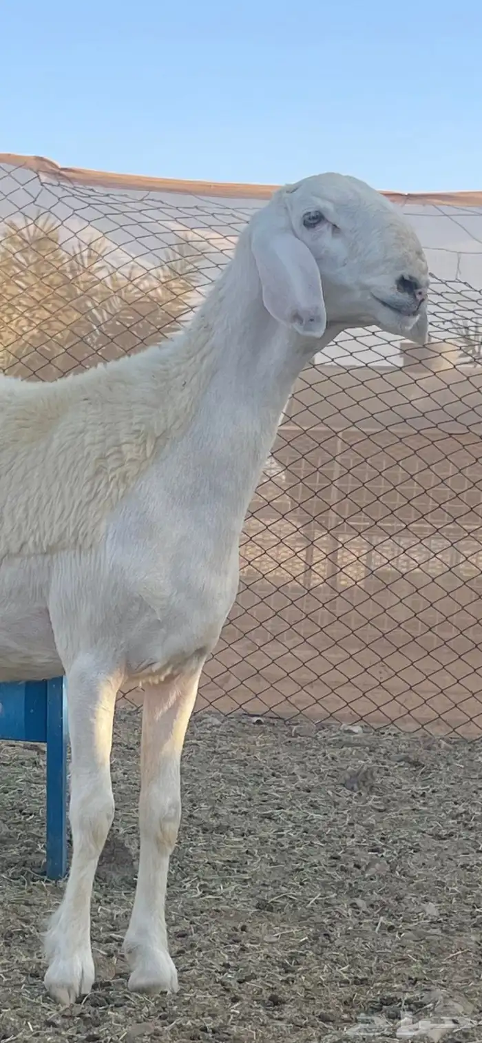 مشروع فحل ضغط عالي ( تم البيع ) 2