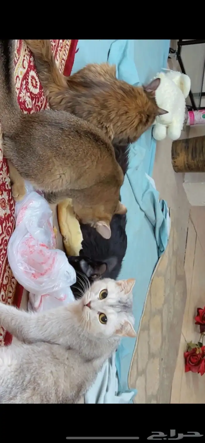 قطط للتبني 1