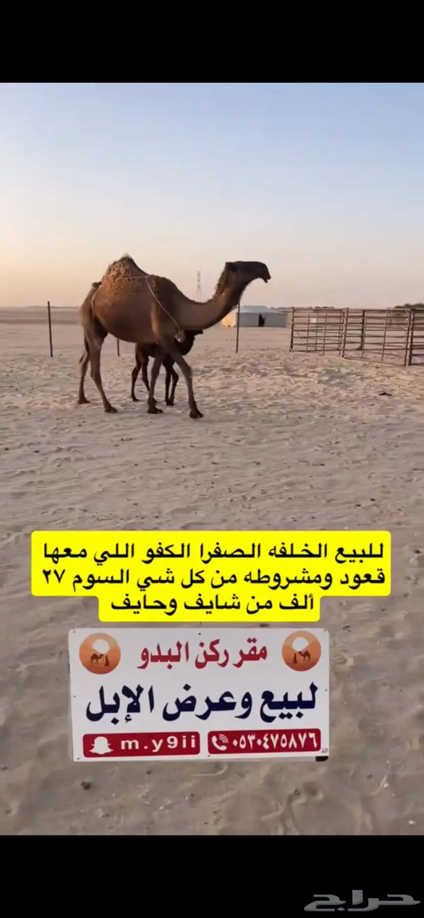 للبيع خلفه الخلفه الصفرا الكفو معها قعود 0