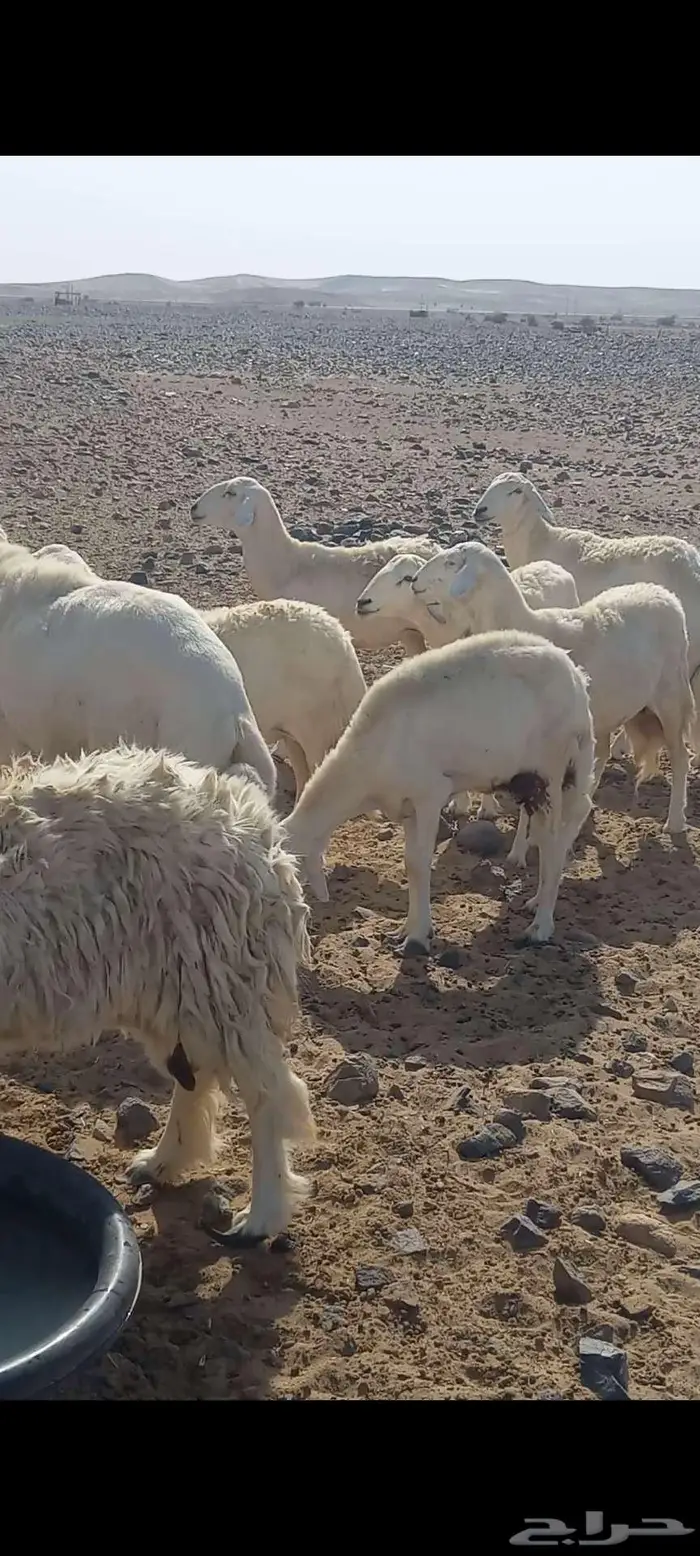 غنم حريات صنف للبيع رابغ (تم البيع) 2