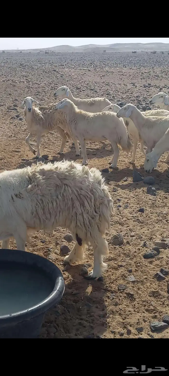 غنم حريات صنف للبيع رابغ (تم البيع) 1