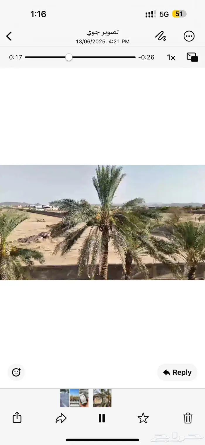 ثمار نخيل للبيع في الغويلا 2