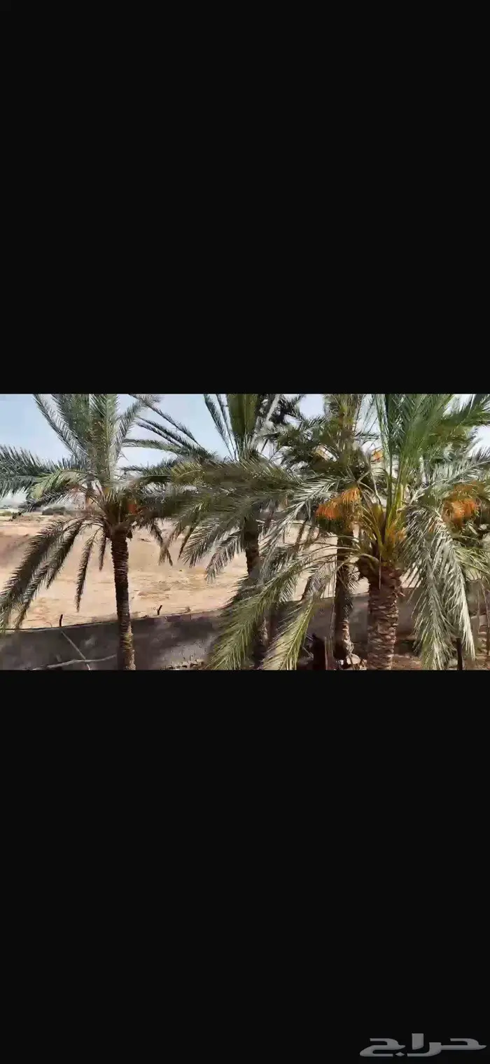 ثمار نخيل للبيع في الغويلا 1