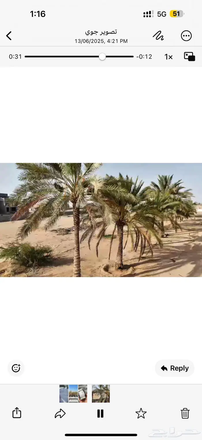 ثمار نخيل للبيع في الغويلا 0