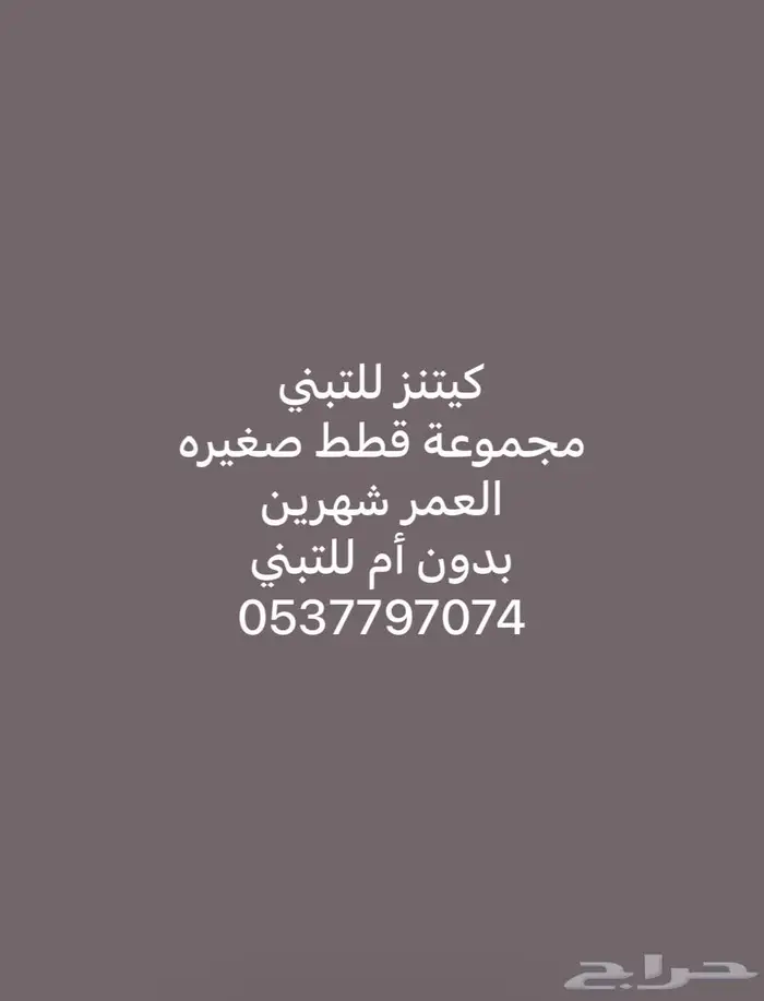 قطط للتبني 3