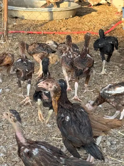 فروخ دجاج باكستاني صافي 3