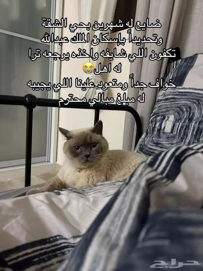 قط ضايع بحي الشقة 0