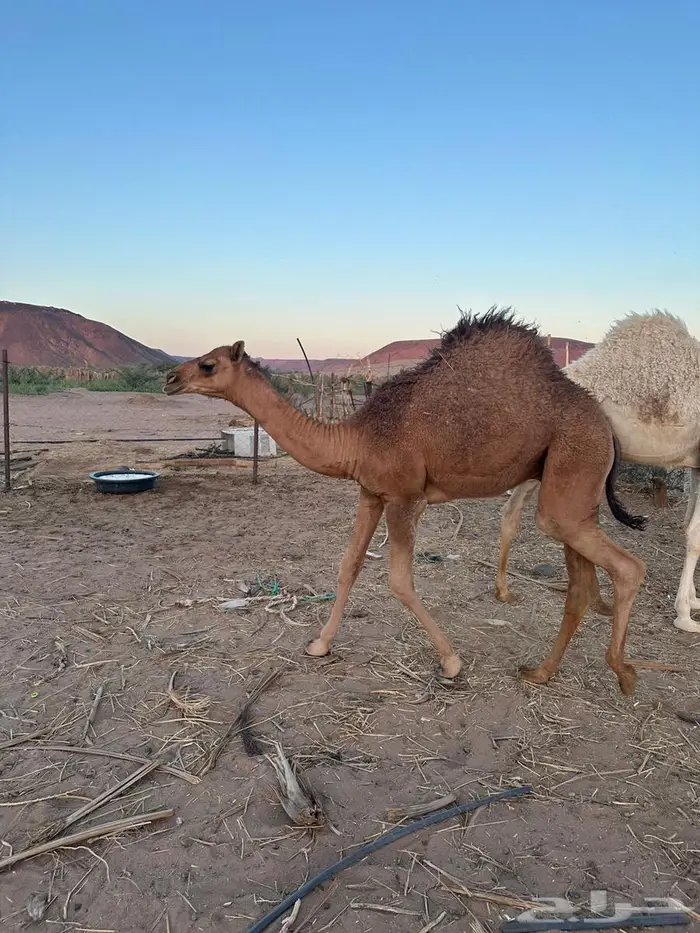 تم البيع 1