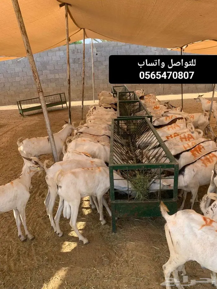 نعيمي برابر تيوس سواكن كل ما تحتاجه بتلاقيه 1