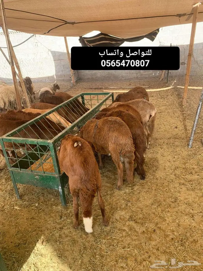 نعيمي برابر تيوس سواكن كل ما تحتاجه بتلاقيه 2