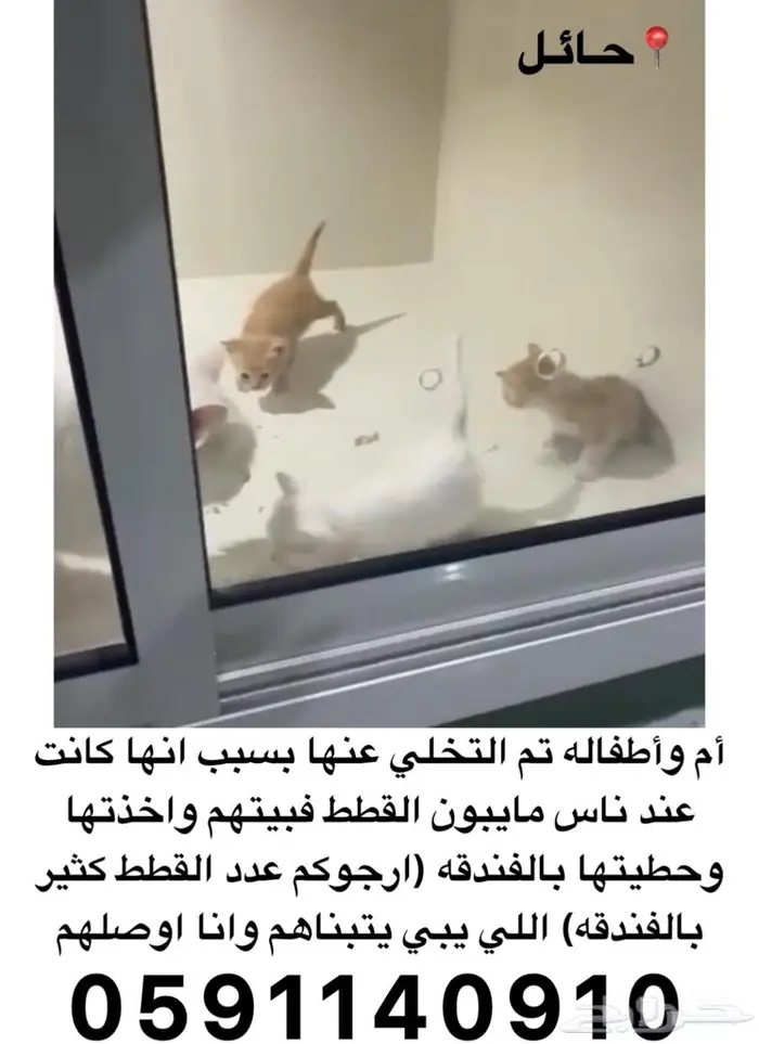 قطط للتبني 2