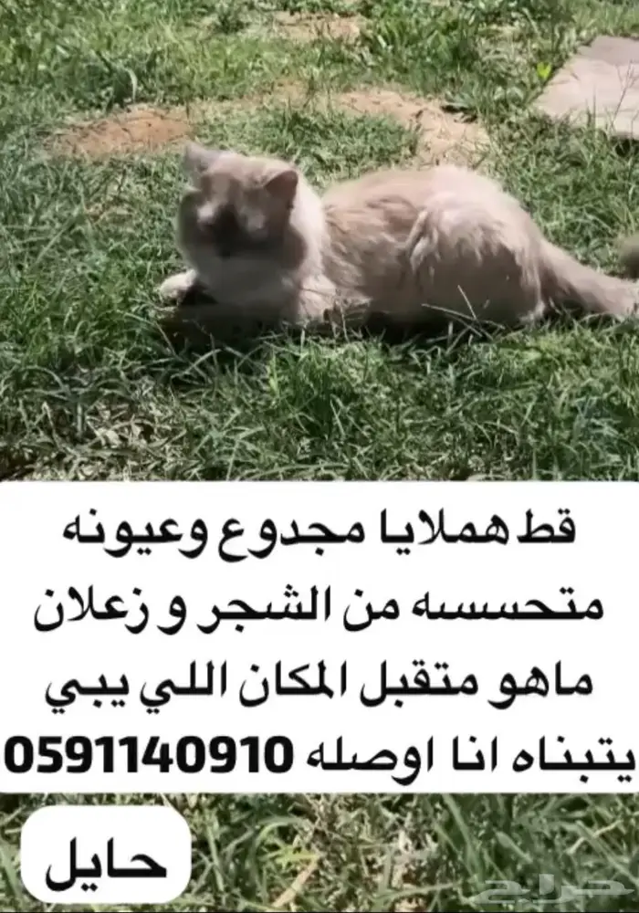 قطط للتبني 0