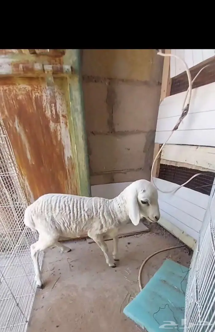 رخل بربري مميزه 0