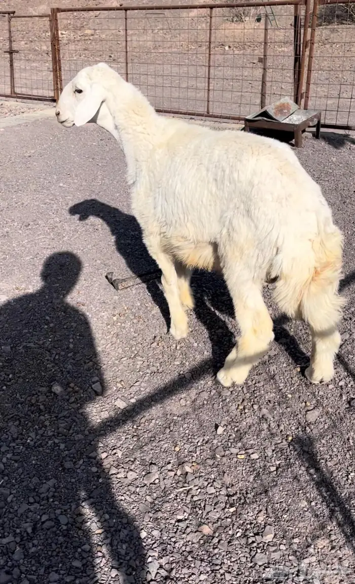 طلي ذبيحه 0
