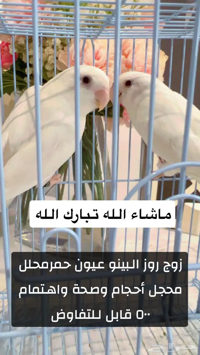 عرض تصفية طيور روز وبادجي من اجمل وافضل الطيور 4