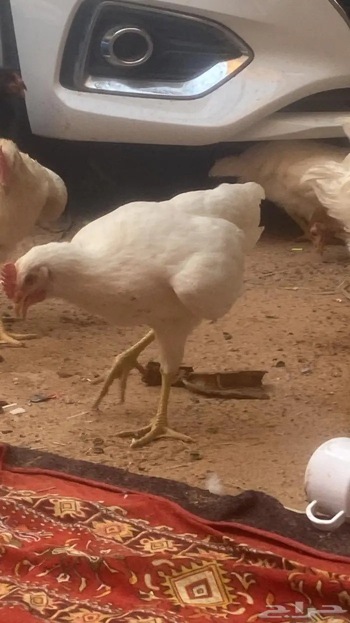 ديكة لوهمان 0