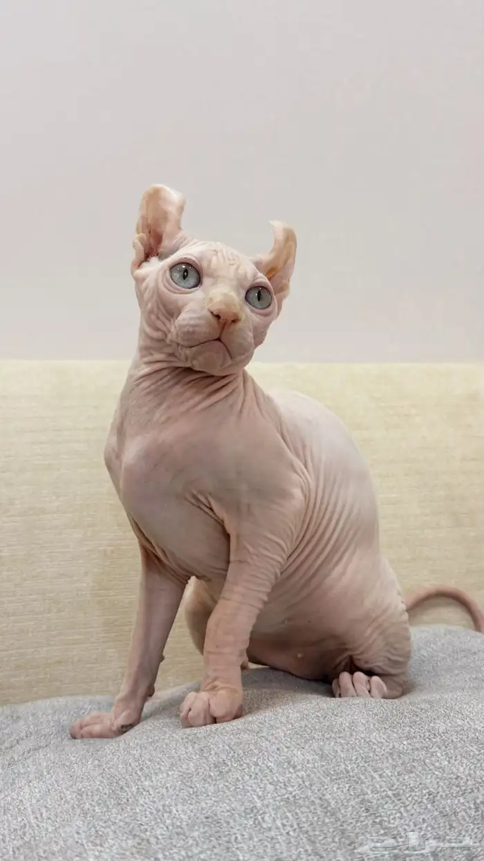 قط فرعوني ذكر sphynix elef للبيع 0