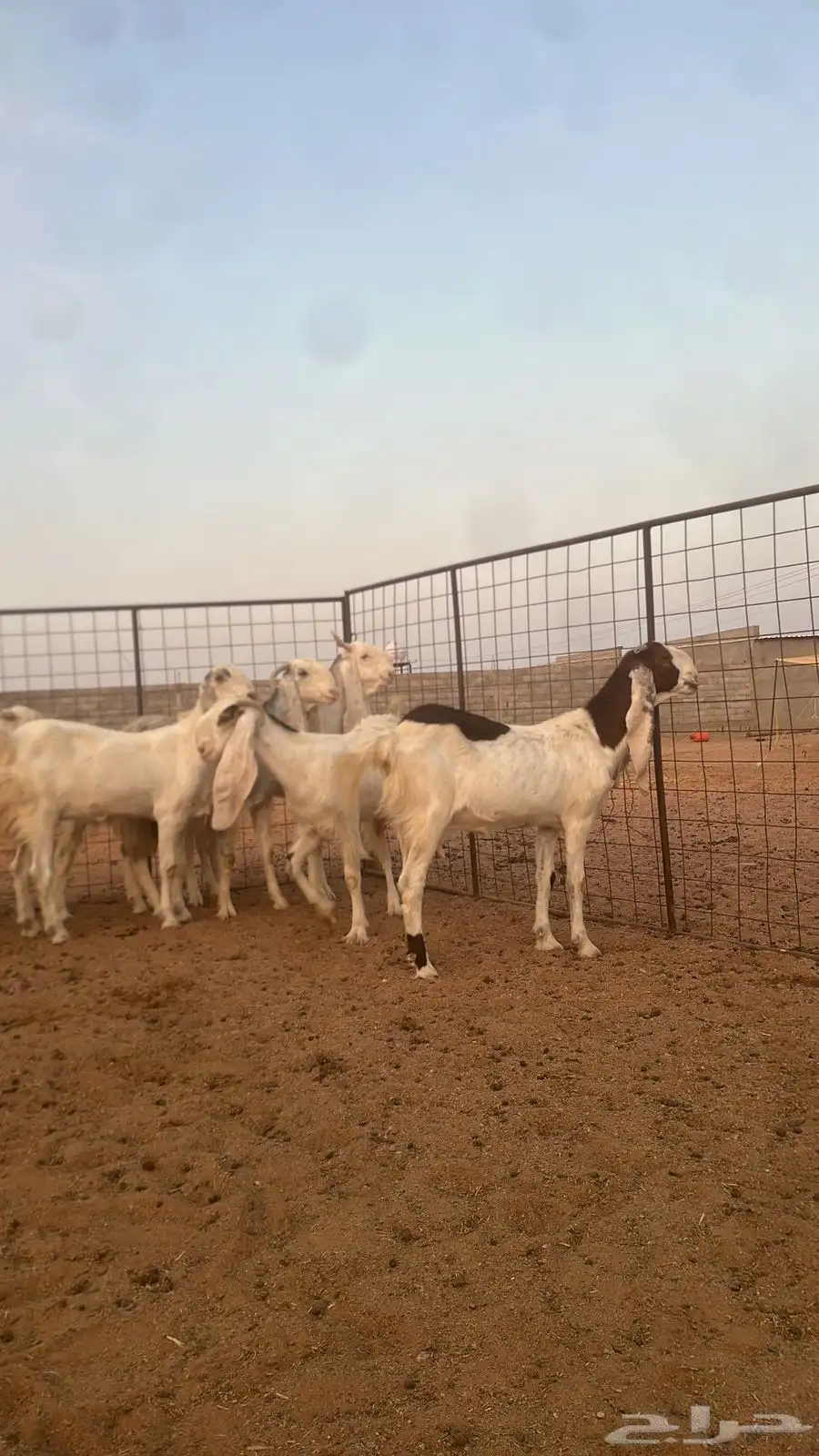 للبيع جذعات مطورات 0