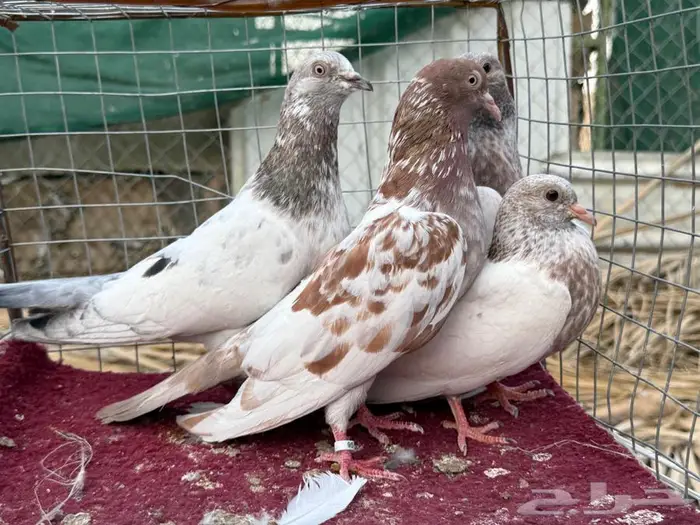 للبيع حمام باكستاني بعيالهم 3