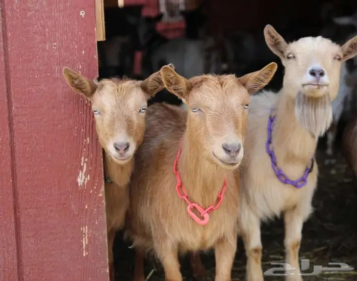 مطلوب ماعز قزمي منتج نفس الصورة 0