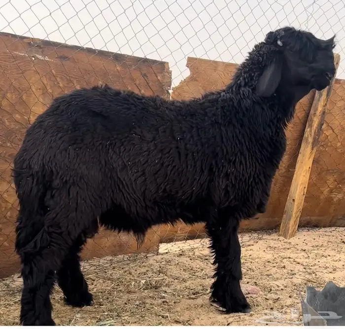خروف عربي مطور مشروع فحل 0
