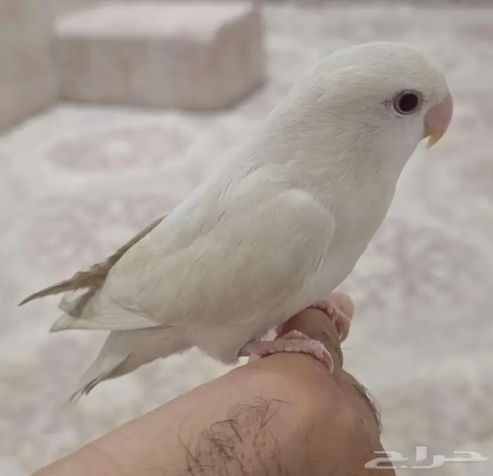للبيع روز البينو اليف وهدد داخلي 1