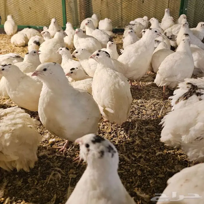 سمان تكساس العملاق . بشاير 8