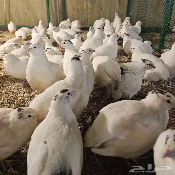 سمان تكساس العملاق . بشاير 1