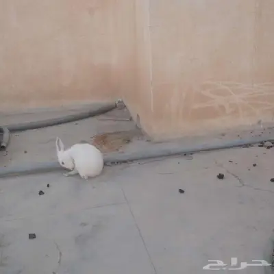 أرانب للببع خميس مشيط 1