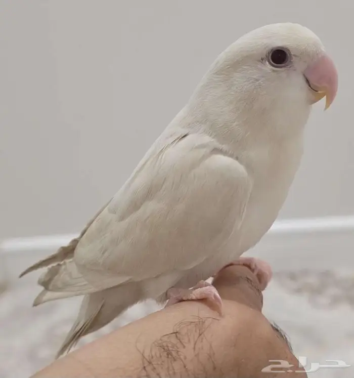 للبيع روز البينو اليف وهدد داخلي 0