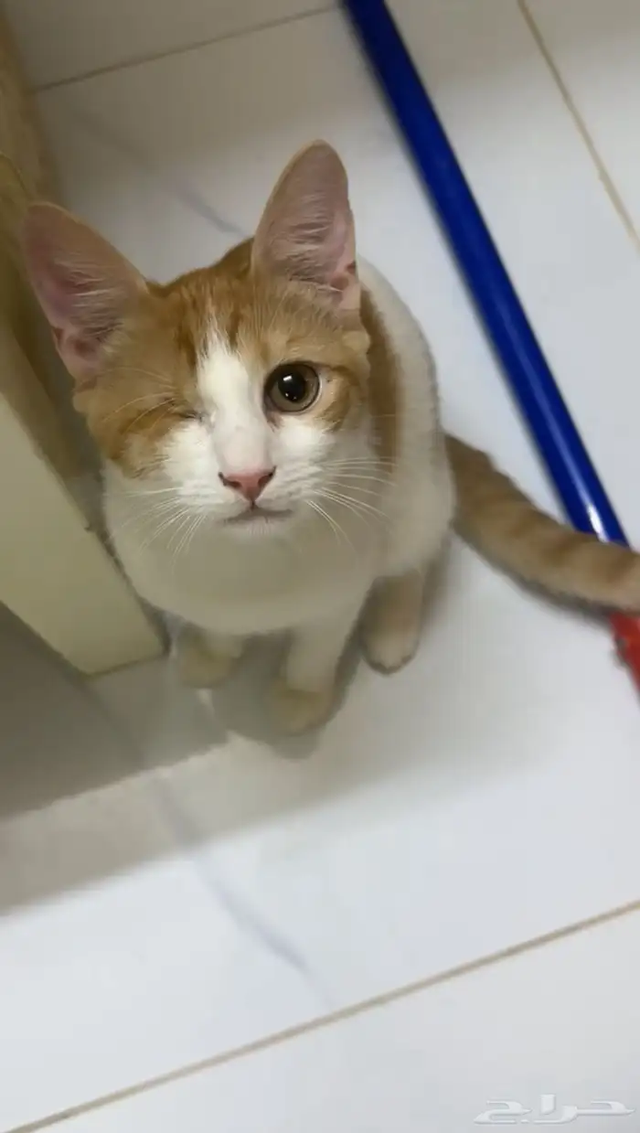 قطط كيتن للتبني 5