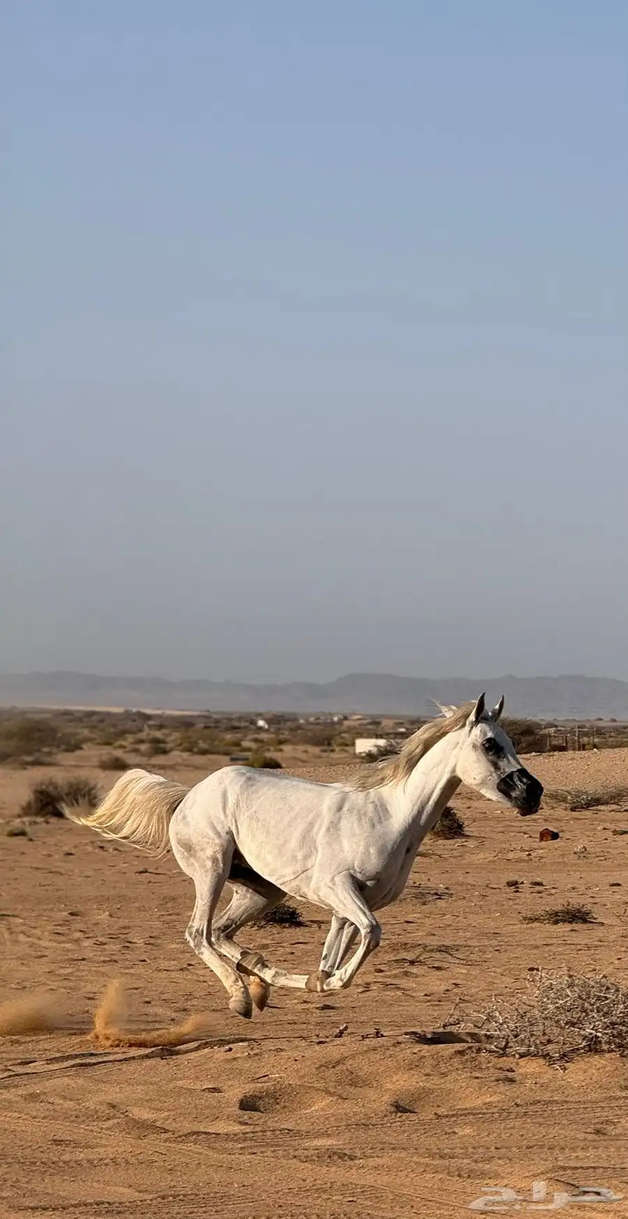 فرس شعبية 4