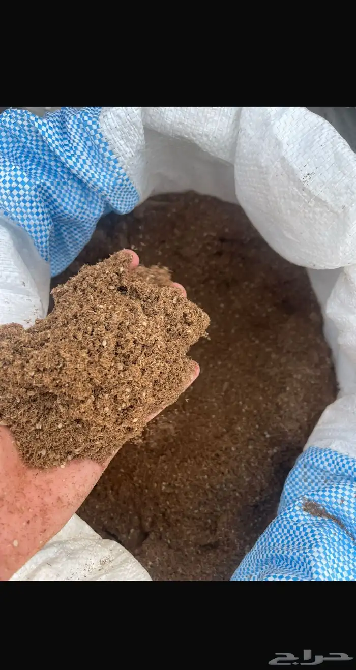 علف تخ السمسم مجروش للغنم والمواشي مفيد جدا 0