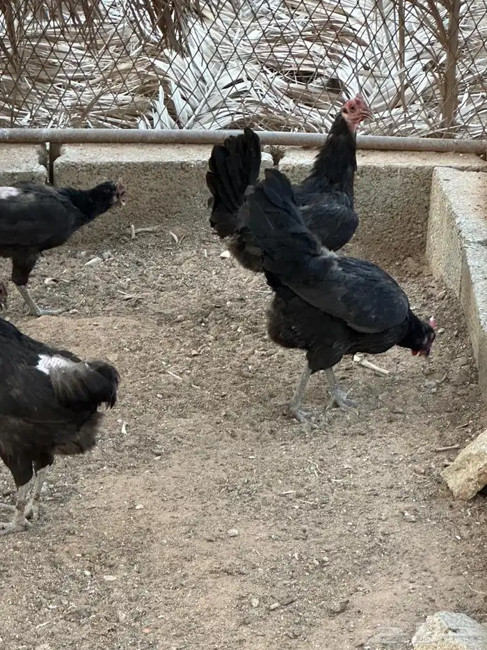 دجاج بلدي بياض 6