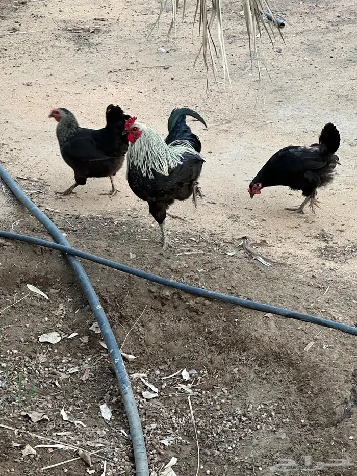 دجاج بلدي بياض 3