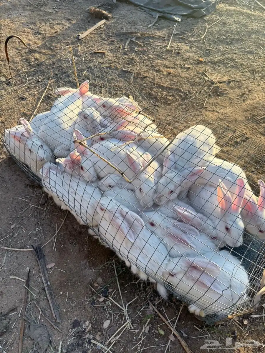 ارانب بلديه 0