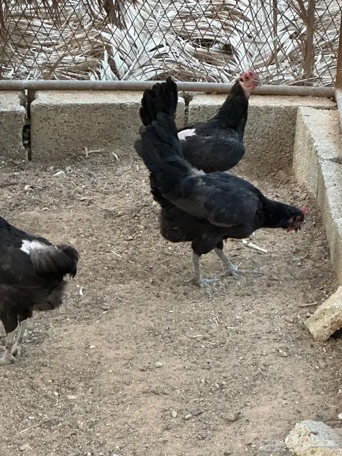 دجاج بلدي بياض 1