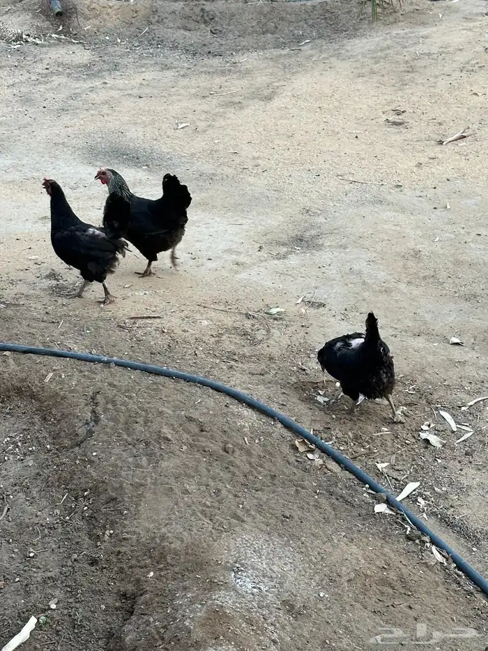 دجاج بلدي بياض 2