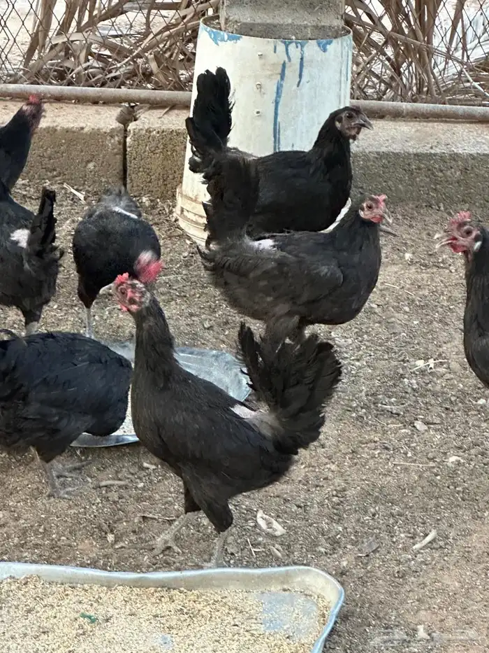 دجاج بلدي بياض 8