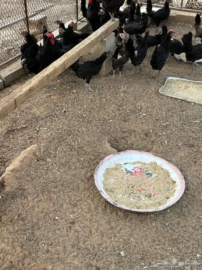 دجاج بلدي بياض 5