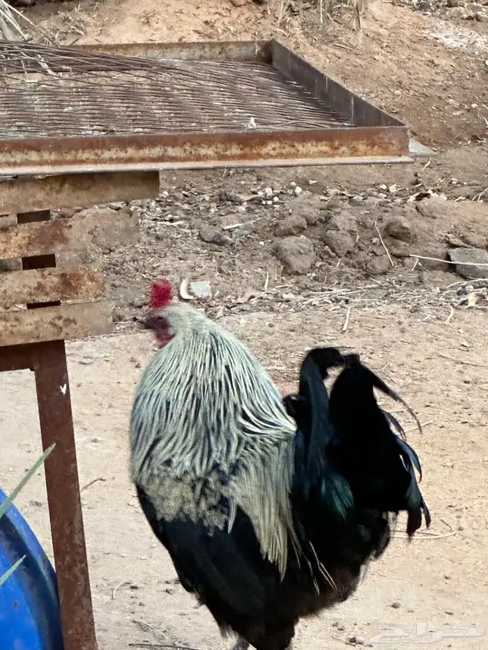 دجاج بلدي بياض 10