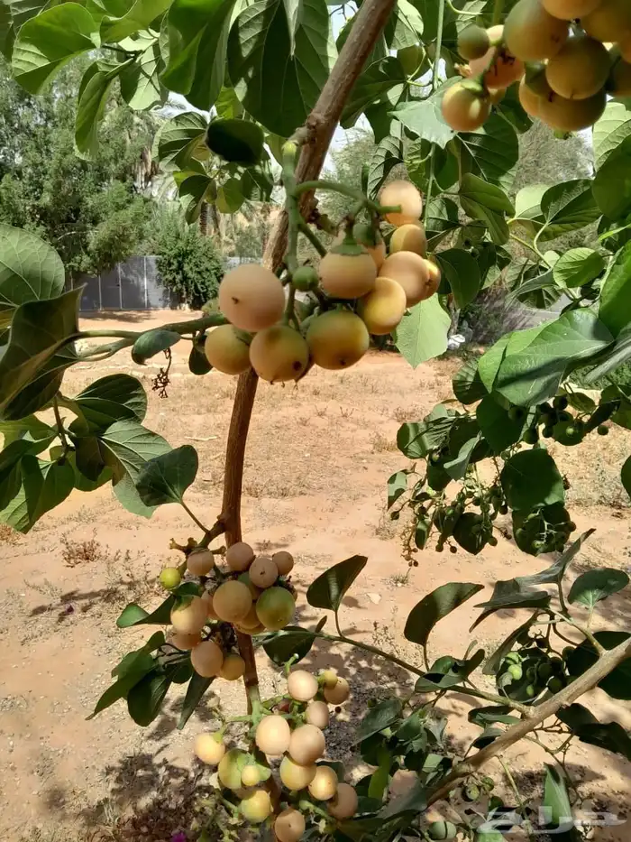فاكهة البمبر يوجد توصيل 2