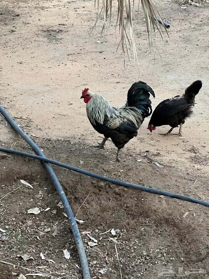 دجاج بلدي بياض 9