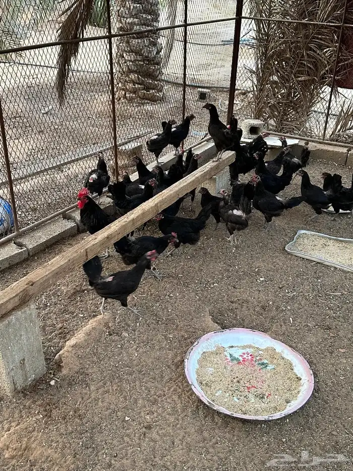 دجاج بلدي بياض 0